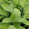 photo courtesy of NetPS Plant Finder