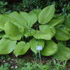 photo courtesy of NetPS Plant Finder