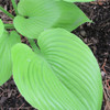 photo courtesy of NetPS Plant Finder