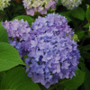 photos courtesy of NetPS Plant Finder