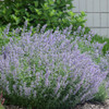 photo courtesy of NetPS Plant Finder