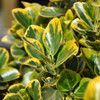photo courtesy of NetPS Plant Finder