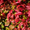 photos courtesy of NetPS Plant Finder