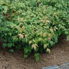 photos courtesy of NetPS Plant Finder