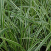 photo courtesy of NetPS Plant Finder