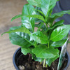 Arabian Coffee Plant