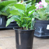 Arabian Coffee Plant
