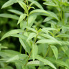 Lemon Verbena 2.5-4 Inch