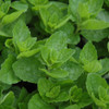 Spearmint - photos courtesy of NetPS Plant Finder