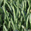 image courtesy of NetPS Plant Finder