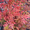 image courtesy of NetPS Plantfinder