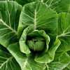 Market Pack Vegetable | Collards