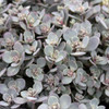 images courtesy of NetPS Plant Finder