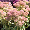 image courtesy of NetPS Plant Finder