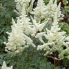 Bridal Veil Astilbe flower plumes. Images courtesy of NetPS Plant Finder