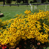Glitters Like Gold Black-eyed Susan in bloom. Images courtesy of NetPS Plant Finder