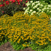 American Gold Rush Black-eyed Susan in bloom. Images courtesy of NetPS Plant Finder