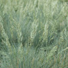 Elijah Blue Fescue flowers. Images courtesy of NetPS Plant Finder