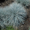 Elijah Blue Fescue. Images courtesy of NetPS Plant Finder