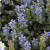 Chocolate Chip Bugleweed flowers. Images courtesy of NetPS Plant Finder