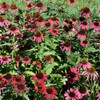 Glowing Dream™ Coneflowers in bloom. Images courtesy of NetPS Plant Finder