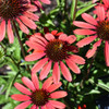 Kismet® Red Coneflower in bloom. Images courtesy of NetPS Plant Finder