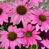 PowWow Wild Berry Coneflower. Images courtesy of NetPS Plant Finder