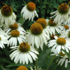 White Swan Coneflower. Images courtesy of NetPS Plant Finder