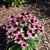Daek Shadows™ Wicked Coneflower in bloom. Images courtesy of NetPS Plant Finder