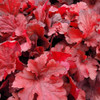 Forever Red Coral Bells. Images courtesy of NetPS Plant Finder