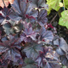 Obsidian Coral Bells. Images courtesy of NetPS Plant Finder