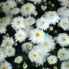 White Garden Mum flowers. Images courtesy of NetPS Plant Finder
