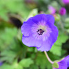 Rozanne Cranesbill Geranium flower. Images courtesy of NetPS Plant Finder