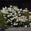 Vanilla Strawberry Hydrangea in bloom. Images courtesy of NetPS Plant Finder