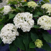 FlowerFull® Hydrangea in bloom. Images courtesy of NetPS Plant Finder