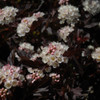 Tiny Wine Ninebark in bloom. Image courtesy of NetPS Plant Finder Tiny Wine Ninebark in bloom. Image courtesy of NetPS Plant Finder