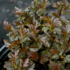 Tiny Wine® Ninebark foliage. Images courtesy of NetPS Plant Finder Tiny Wine® Ninebark foliage. Images courtesy of NetPS Plant Finder