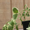 Vinca Vine