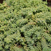 Mound of Burros Tail. Image courtesy of NetPS Plant Finder