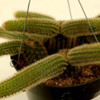 Segments of Monkey's Tail cacti growing from a central base. Image courtesy of NetPS Plant Finder
