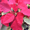 Tapestry Poinsettia | Single