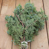 Berried Juniper Bunch