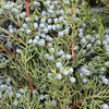 Berried Juniper Bunch