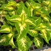 Coleus 6"