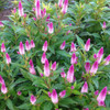 Celosia 8" | 'Intenz'