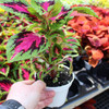 Coleus 4.5" | French Quarter