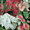 Caladium 4.5"