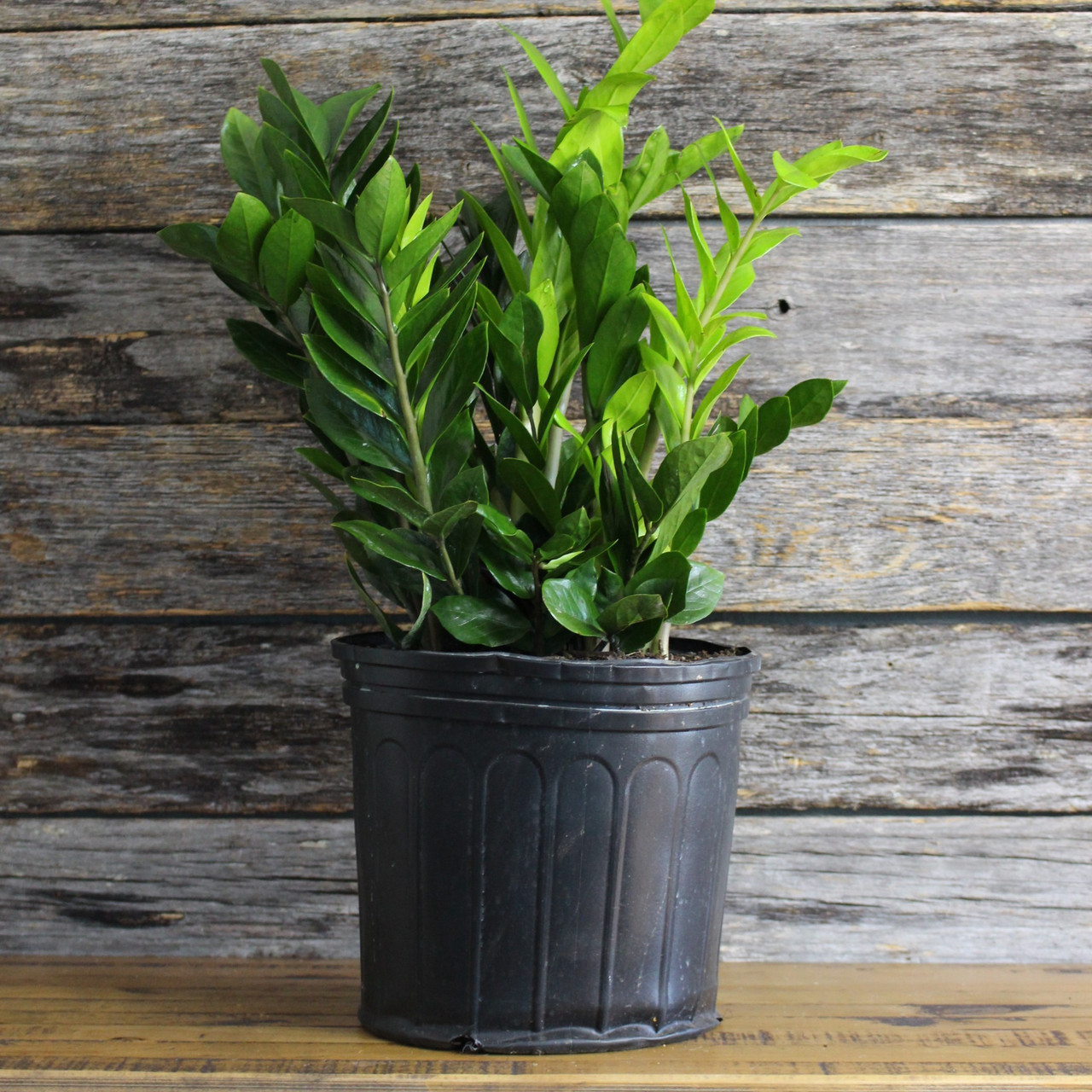 ZZ Plant | Shop Houseplants | American Plant