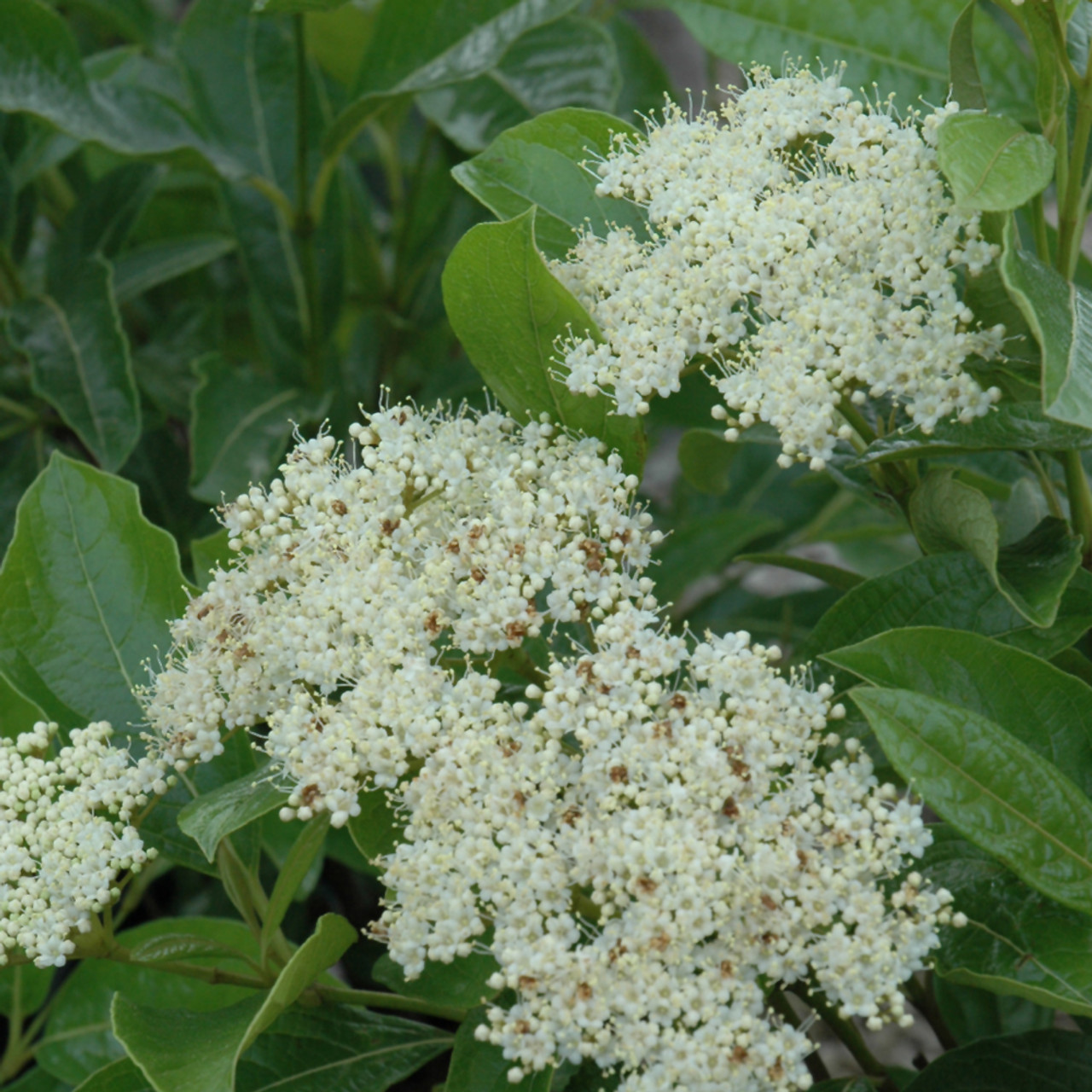 Brandywine Viburnum Shrubs For Sale Online