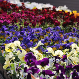 Pansy 4.5"
